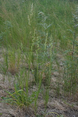 Beckmannia eruciformis