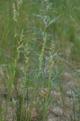 Beckmannia eruciformis