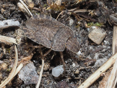 Sciocoris homalonotus