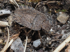 Sciocoris homalonotus