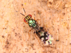 Astichus arithmeticus
