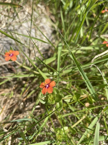 scarlet pimpernel