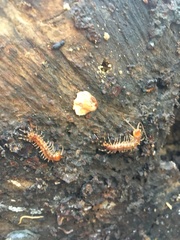 Lithobius variegatus