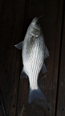Morone chrysops × saxatilis