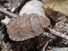 Sciocoris homalonotus
