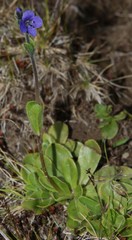 Veronica bellidioides