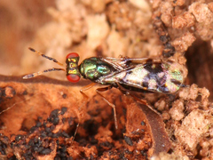 Astichus arithmeticus