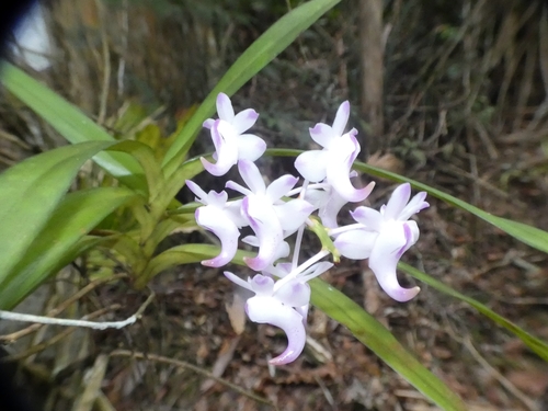 Aerides odorata, photograph 3