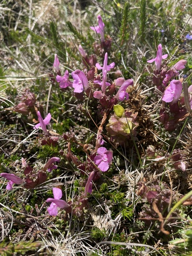 Common Lousewort