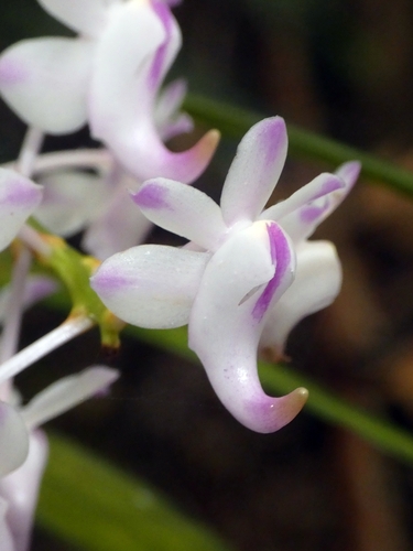 Aerides odorata, photograph 1