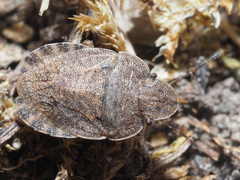 Sciocoris homalonotus