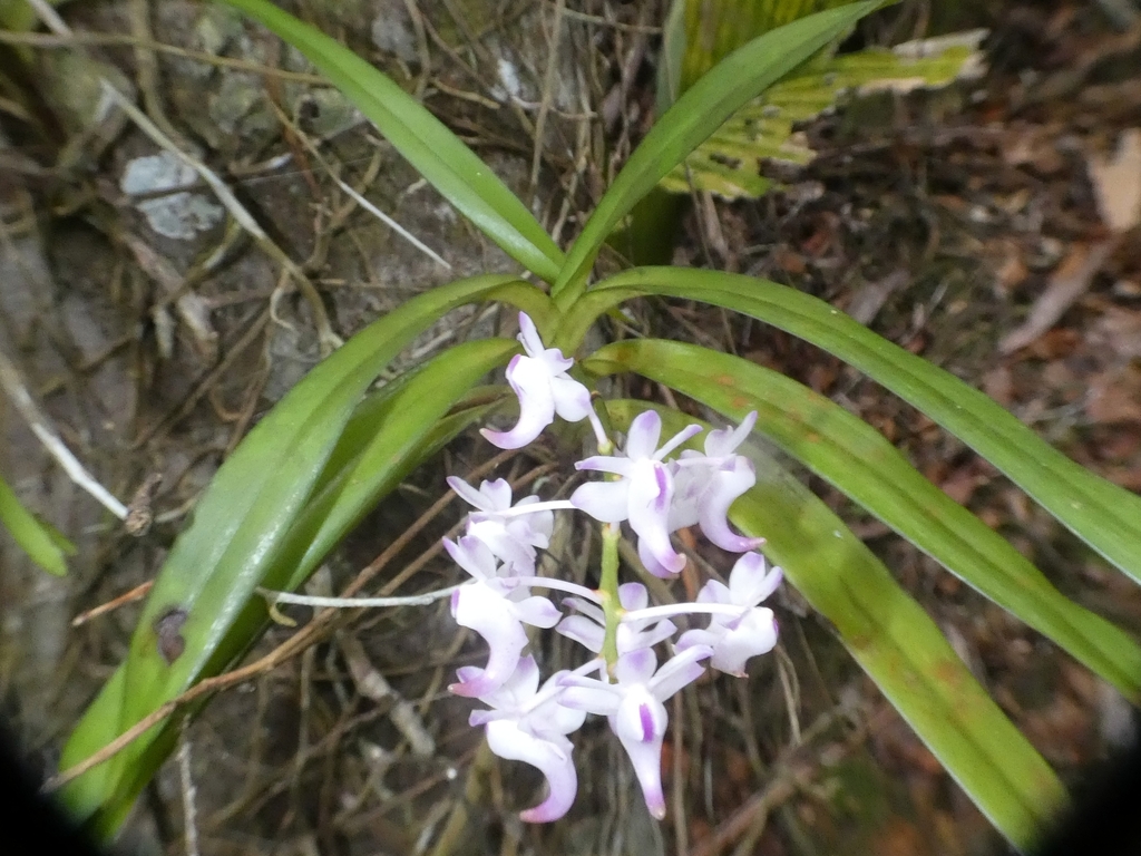 Quế lan hương – Aerides odorata