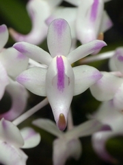 (c) Kai Squires, some rights reserved (CC BY) Aerides odorata, photograph (c) Kai Squires, some rights reserved (CC BY)