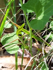 Aristolochia pallida