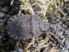 Sciocoris homalonotus
