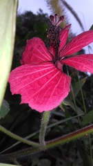 Hibiscus uncinellus