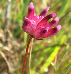 Trifolium depauperatum