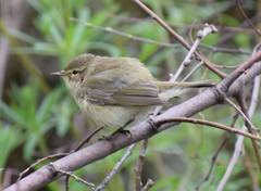 Phylloscopus collybita
