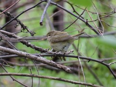 Phylloscopus collybita