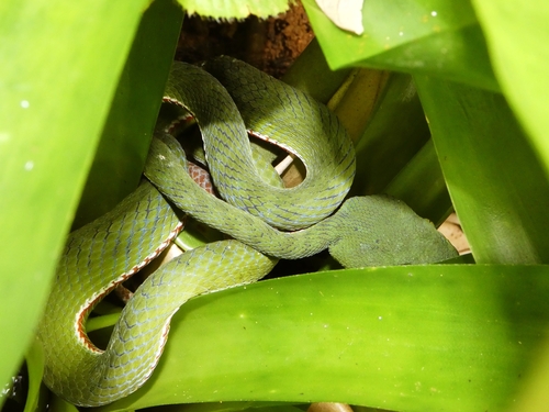 Sabah Bamboo Pitviper