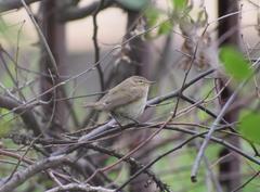 Phylloscopus collybita