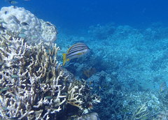 Lutjanus carponotatus
