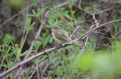 Phylloscopus collybita