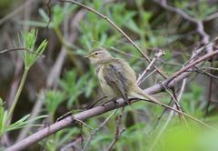 Phylloscopus collybita