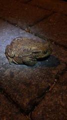 Bufo bufo