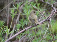 Phylloscopus collybita