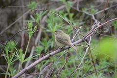 Phylloscopus collybita