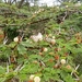 Acacia gerrardii