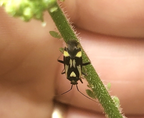 Grypocoris sexguttatus