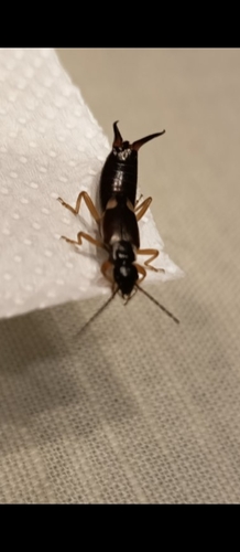 European Earwig