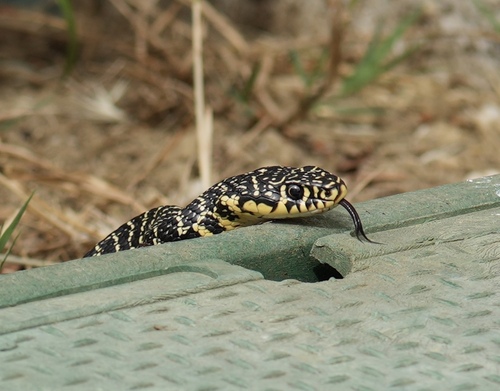 Green Whip Snake