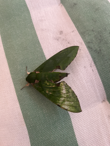 Verdant Hawkmoth