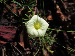 Ipomoea chamelana