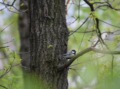 Parus major