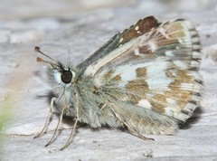 Pyrgus alveus