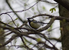 Parus major