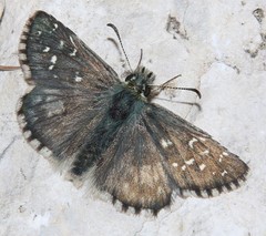 Pyrgus alveus