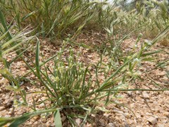 Pectocarya platycarpa