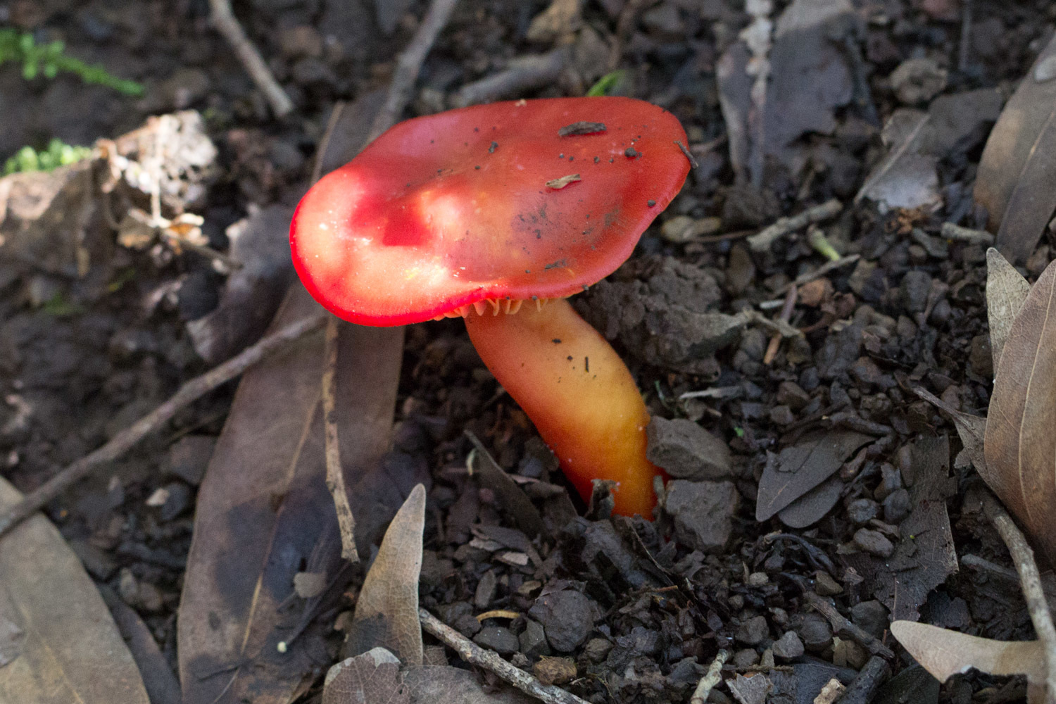 Hygrocybe splendidissima image