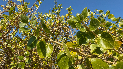 Withania frutescens