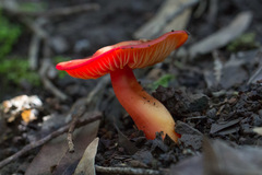 Hygrocybe splendidissima