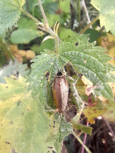 Forest Cockroach