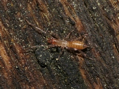 Hubbardia pentapeltis