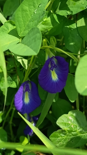 Blue Pea
