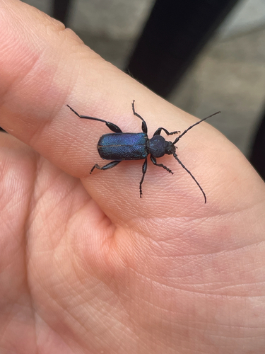 Violet tanbark beetle