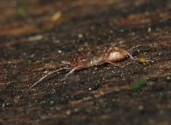 Hubbardia pentapeltis